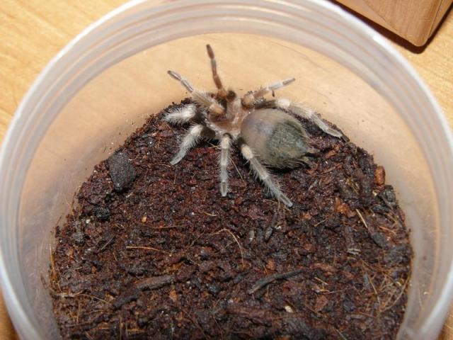Pirmasis voriukas