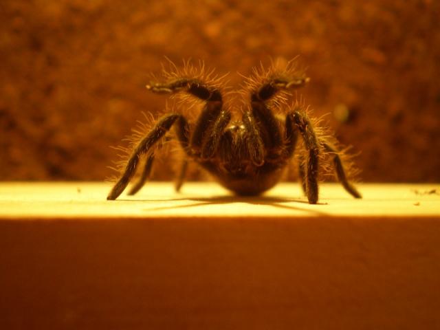 B.albopilosum
