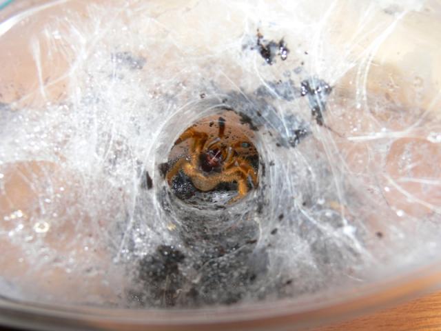 P.murinus
