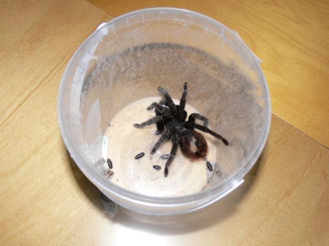 B. vagans :( 