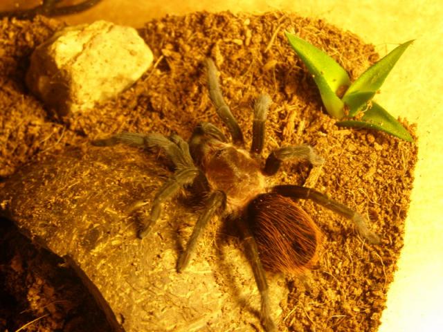 B.Vagans