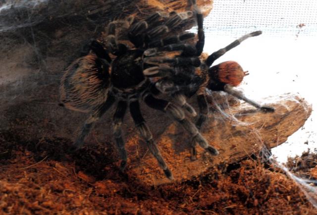 B. vagans "meilė"
