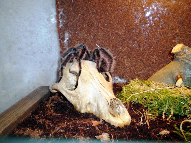 Lasiodora parahybana