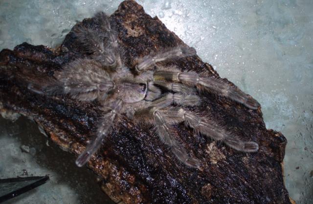 P. regalis