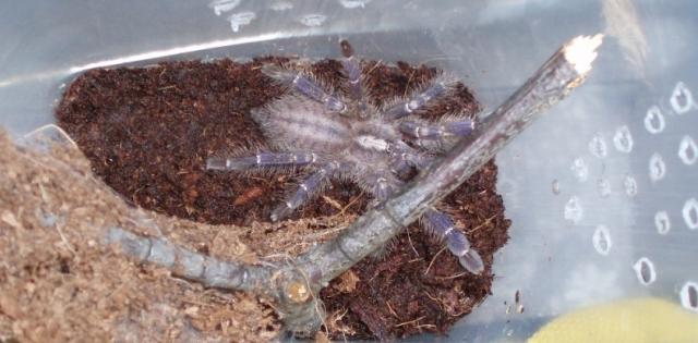 P. metallica L3-4