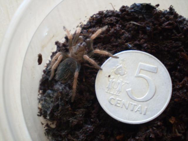 Brachypelma boehmei