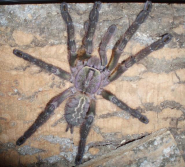P. ornata
