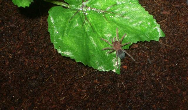 Brachypelma emilia