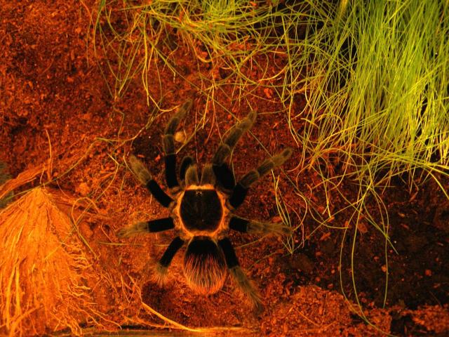 B.vagans