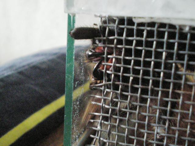 Lasiodora parahybana