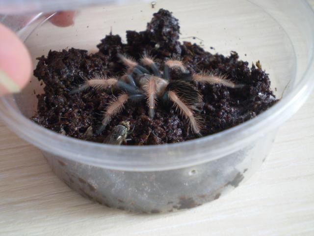 Brachypelma boehmei