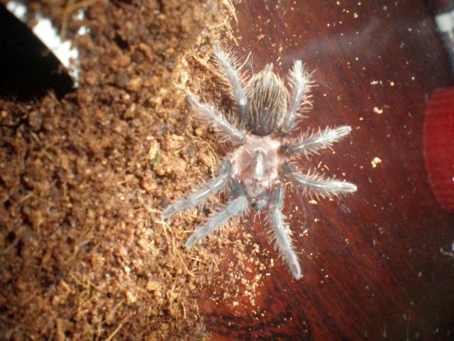 B. albopilosum