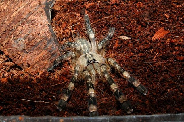 Poecilotheria fasciata