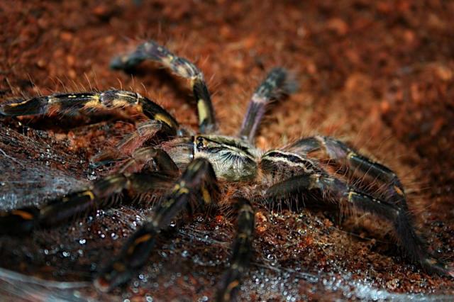 Poecilotheria ornata