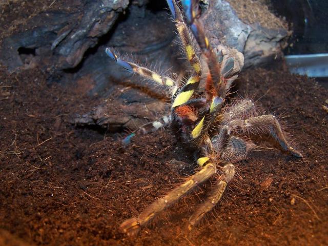 Ornata