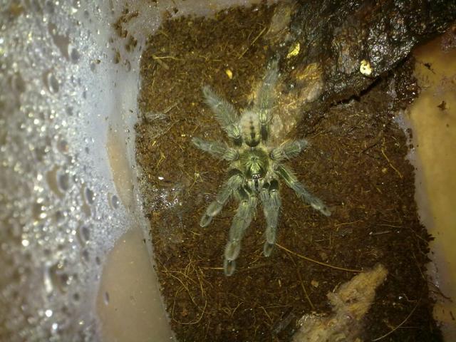 P. cambridgei