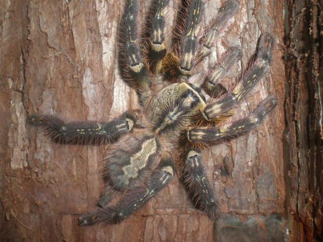 Poecilotheria ornata