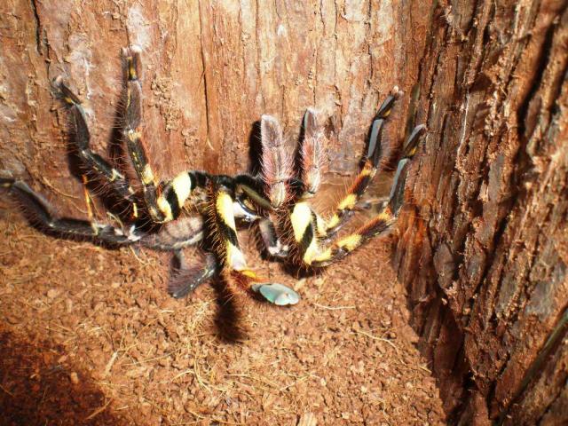 Poecilotheria ornata