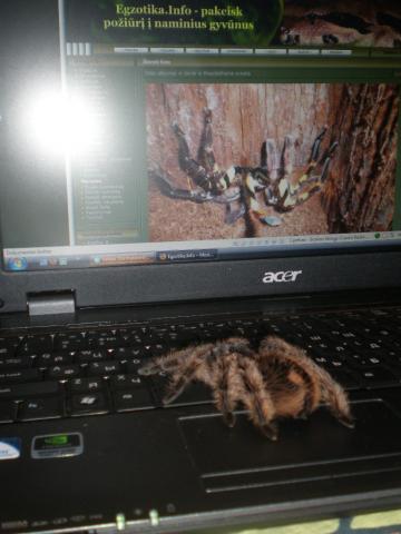Brachypelma albopilosum