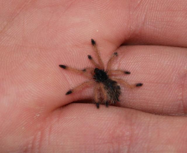 A. metallica
