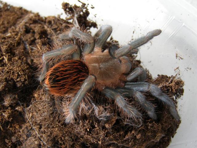 B.Vagans