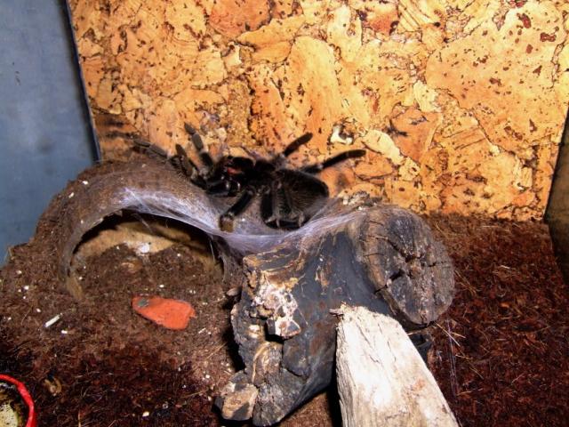 L. parahibana
