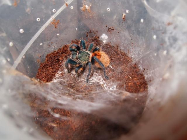 Chromatopelma cyaneopubescens