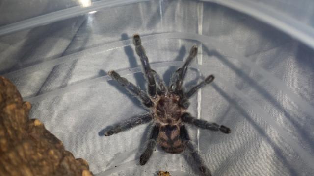 Pachistopelma bromelicola