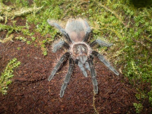 B. albopilosum