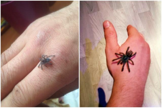 Avicularia versicolor
