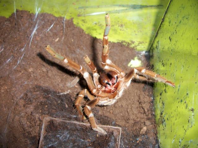 H.gigas
