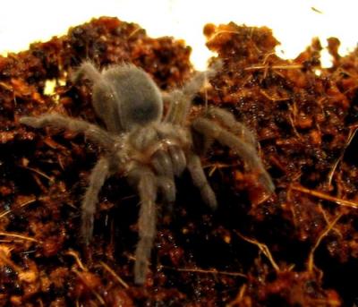 Aphonopelma Seemani 3