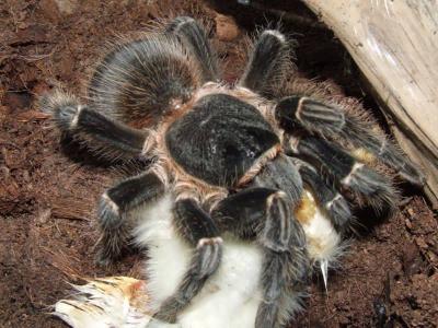 L. parahybana valgo visciuka