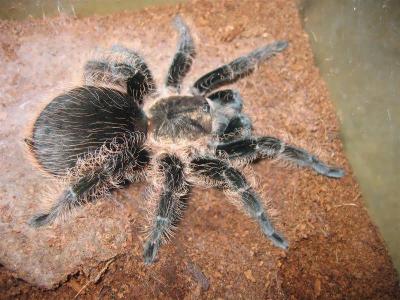 B. Albopilosum