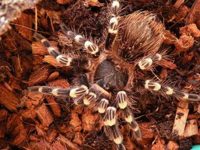 Acantoscuria geniculata 4