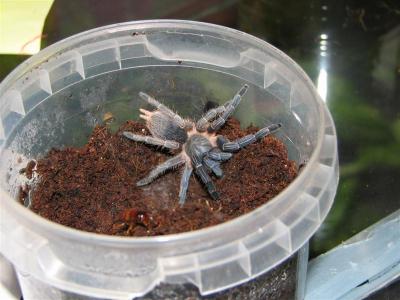 Aphonopelma Seemani 5