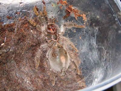 Brachypelma albopilosum neriasi