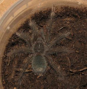 Naujausias mano žvėris - Theraphosa blondi