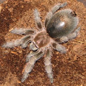 Grammastola rosea 2