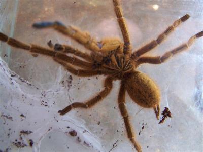 Pterinochilus sp. spinifer