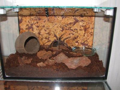 Lasiodora parahybana naujuose namuose