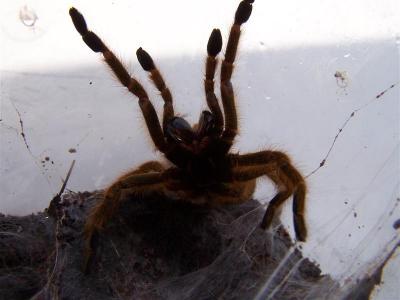 Pterinochilus murinus 2