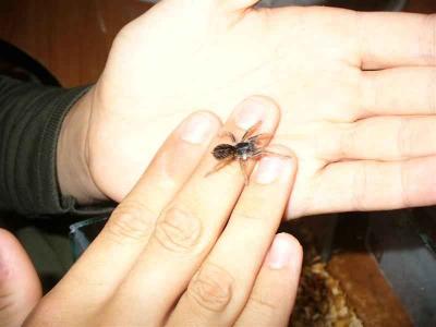 Megaphobema robustum