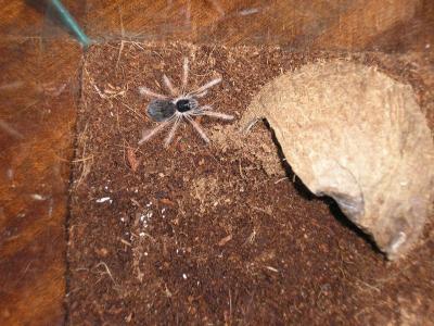 Megaphobema Robustum - itin nemėgstantis fotografuotis...