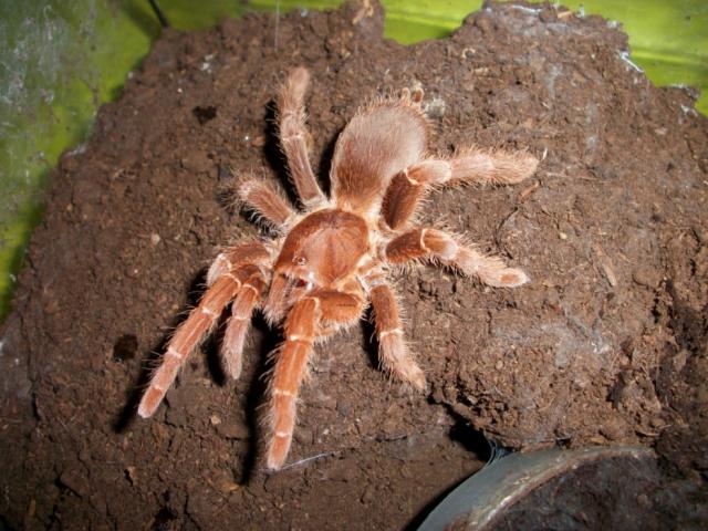 C. crawshayi
