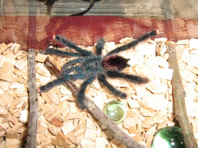 Avicularia avicularia