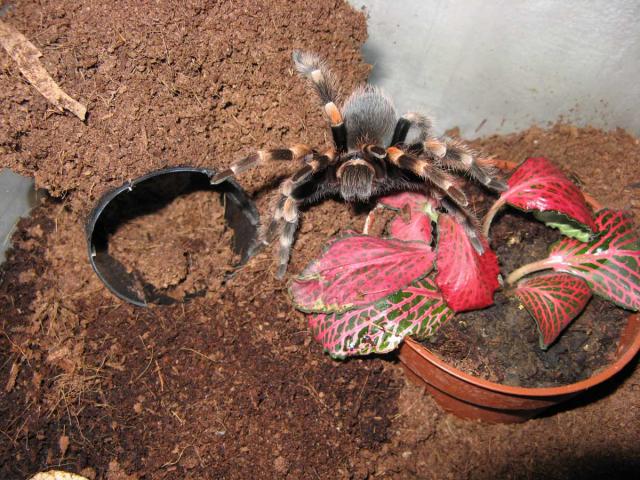 B. smithi