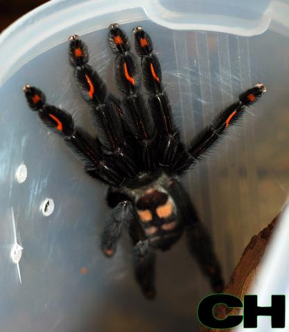 P. irminia