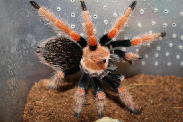 Brachypelma boehmei