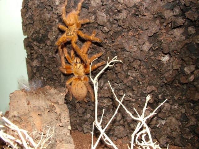 Pterinochilus murinus 